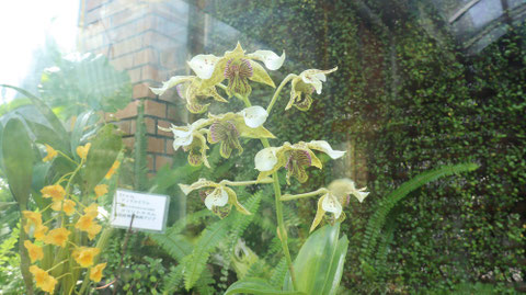 不思議な花の写真フリー素材 Mysterious flower photo free material