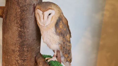 メンフクロウ、ベふくろう、梟、フクロウ、鳥、動物の写真フリー素材　Barn Owl,  Indian Eagle, Bird, Animal Photos Free Material