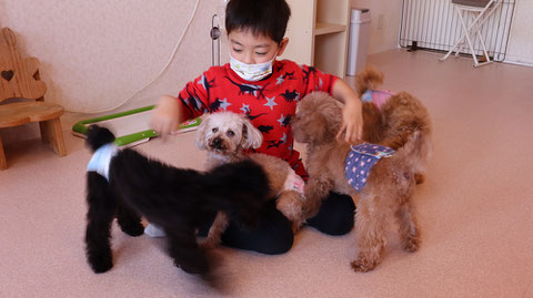 小型犬、トイプードル、犬、室内犬、動物の写真フリー素材　Small dogs, toy poodles, dogs, indoor dogs, animals photos free material