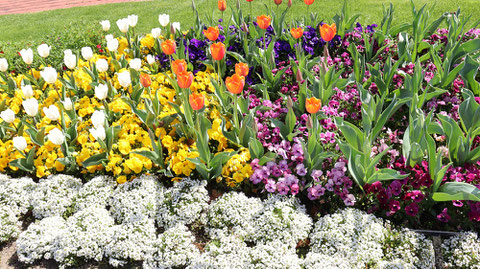 チューリップ畑の写真フリー素材　Tulip field photo free material