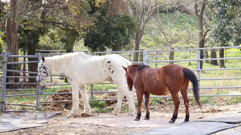 牧場、家畜、馬、ポニー、動物の写真フリー素材　Pictures of ranch, livestock, horse, pony, animal free material