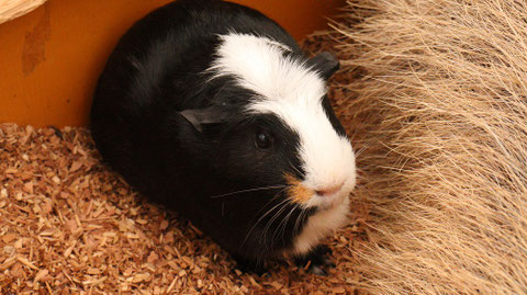 モルモット動物のフリー素材　Free material for guinea pigs