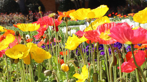 不思議な花の写真フリー素材　Mysterious flower photo free material