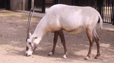 オリックス、アラビアオリックス、哺乳類、動物園、動物の写真フリー素材 Arabian Oryx, Mammals, Zoos, Animals Photos Free Material
