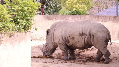 サイ、ミナミシロサイ、哺乳類、動物園、動物の写真フリー素材　Rhinoceros, Southern White Rhinoceros, Mammals, Zoos, Animals Photos Free Material