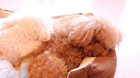 小型犬、トイプードル、犬、室内犬、動物の写真フリー素材 Small dogs, toy poodles, dogs, indoor dogs, animals photos free material