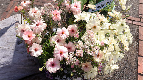 白い花とピンクの花の写真フリー素材　White Flowers and Pink Flowers Photos Free Material