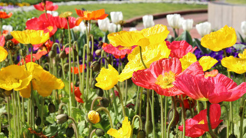 ミツバチが花に向かっている写真フリー素材　Bees heading towards flowers Photo free material