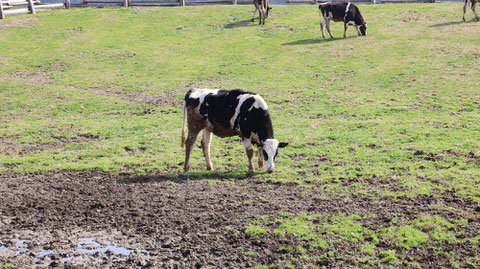 牧場、家畜、牛、乳牛、動物の写真フリー素材　Ranch, livestock, cow, dairy cow, animal photo free material