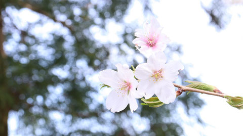 桜のアップの写真フリー素材　Cherry close-up photo free material