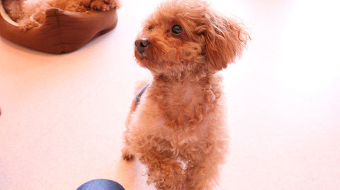 小型犬、トイプードル、犬、室内犬、動物の写真フリー素材　Small dogs, toy poodles, dogs, indoor dogs, animals photos free material