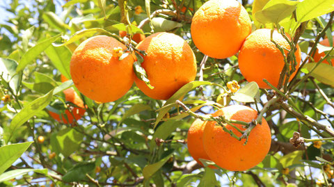 オレンジ農園の写真フリー素材　Orange Farm Photos Free Material