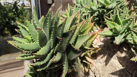 とげのある葉の写真フリー素材　Photo free material of thorny leaves