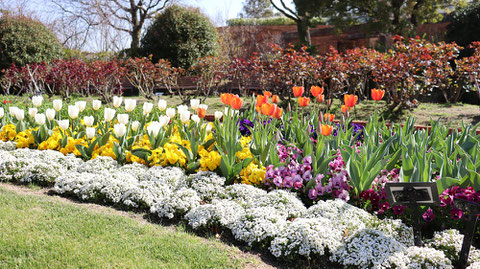 チューリップ畑の写真フリー素材　Tulip field photo free material