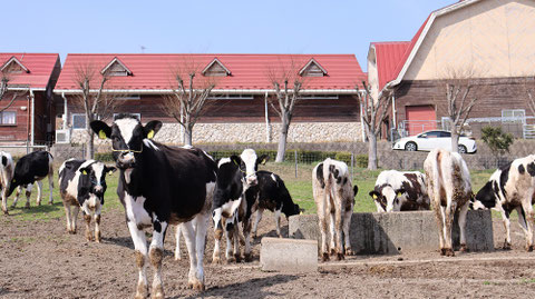 牧場、家畜、牛、乳牛、動物の写真フリー素材 Ranch, livestock, cow, dairy cow, animal photo free material