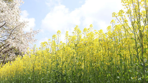 黄色い花のお花畑の写真フリー素材 Yellow flower flower field photo free material