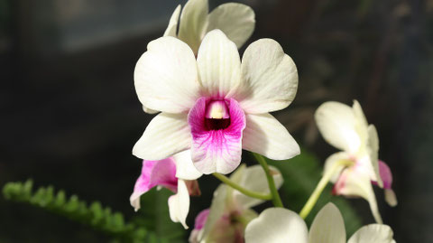 人面花の写真フリー素材　Human face flower photo free material