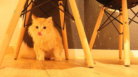 猫、ネコ、ねこ、雑種、ペット、動物の写真フリー素材　Cat, hybrid, pet, animal photo free material