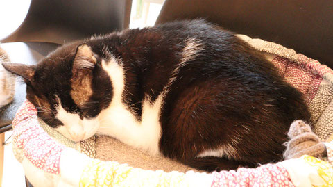 猫、ネコ、ねこ、雑種、ペット、動物の写真フリー素材 Cat, hybrid, pet, animal photo free material