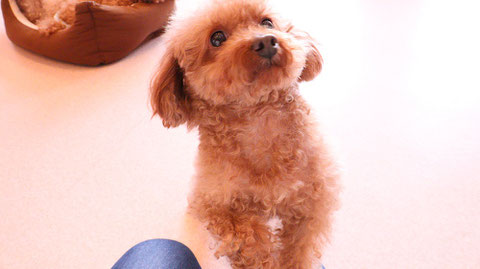 小型犬、トイプードル、犬、室内犬、動物の写真フリー素材　Small dogs, toy poodles, dogs, indoor dogs, animals photos free material