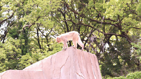 猿、日本猿、ニホンザル、哺乳類、動物園、動物の写真フリー素材　Pictures of monkeys, Japanese monkeys, mammals, zoos, animals Free material