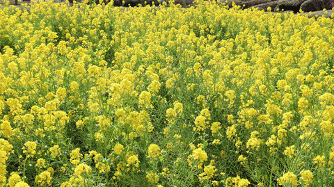 黄色い花写真フリー素材　Yellow flower photo free material