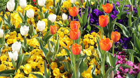 白いチューリップと赤いチューリップの写真フリー素材　White Tulips and Red Tulips Photos Free Material