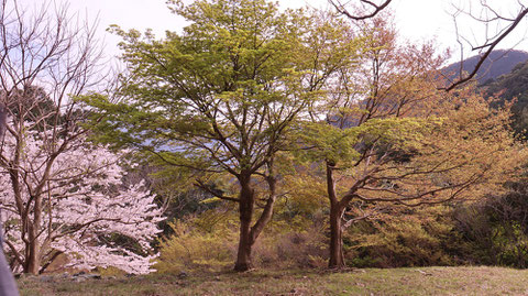 桜、花、春、団子、森林、木、山、空の写真フリー素材　Cherry blossoms, flowers, spring, dumplings, forests, trees, mountains, sky photos free material