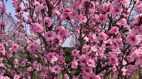ピンクの花の写真フリー素材　Pink flower photo free material