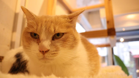 D406 睨む猫 1点 動物関連 無料画像 Qreon素材ノート D406 睨む猫 1点 動物関連 無料画像 Qreon素材ノート