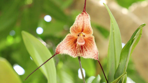 猿顔花の写真フリー素材　Monkey face flower photo free material