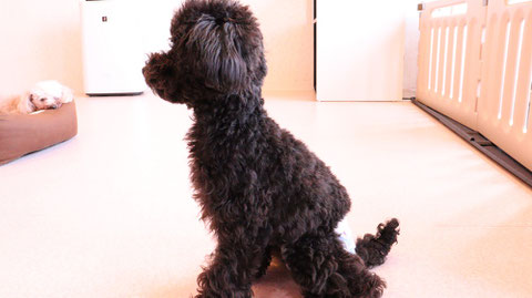 小型犬、トイプードル、犬、室内犬、動物の写真フリー素材　Small dogs, toy poodles, dogs, indoor dogs, animals photos free material