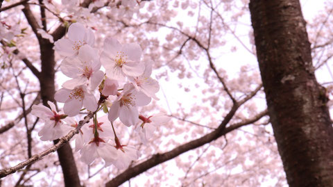 桜の枝の写真フリー素材　Sakura branch photo free material