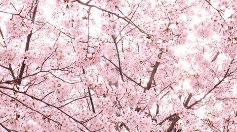 柄のような桜の写真フリー素材　Photo free material of cherry blossoms like a pattern