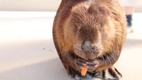 ビーバー動物のフリー素材 beaver Free material