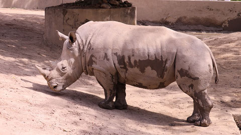 サイ、ミナミシロサイ、哺乳類、動物園、動物の写真フリー素材　Rhinoceros, Southern White Rhinoceros, Mammals, Zoos, Animals Photos Free Material