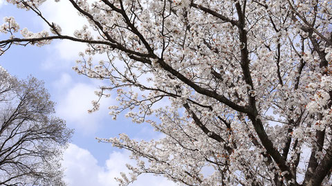 白い花と空の写真フリー素材　White flowers and sky photo free material