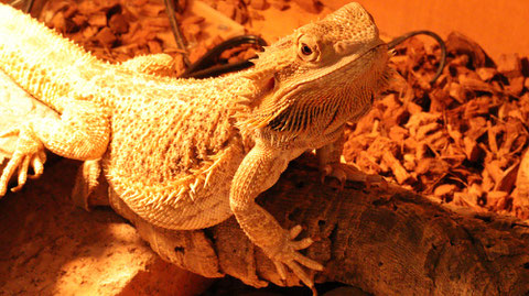 トカゲ、フトアゴヒゲトカゲ、小動物、動物の写真フリー素材　Lizards, bearded dragons, small animals, animals photos free material