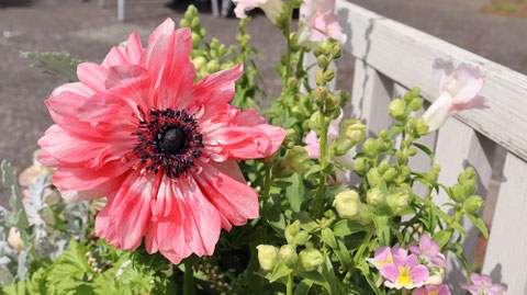 赤色の花の写真フリー素材 Red flower photo free material