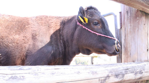 牧場、家畜、牛、乳牛、動物の写真フリー素材　Ranch, livestock, cow, dairy cow, animal photo free material