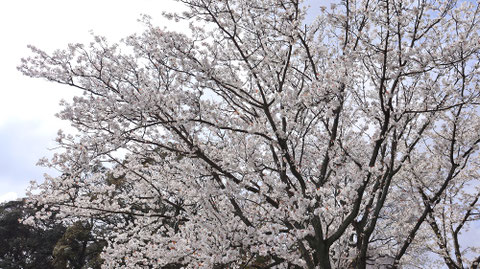 桜の写真フリー素材 Sakura photo free material