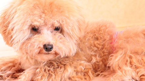 小型犬、トイプードル、犬、室内犬、動物の写真フリー素材　Small dogs, toy poodles, dogs, indoor dogs, animals photos free material