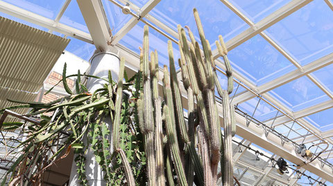 縦長サボテンの写真フリー素材　Vertical cactus photo free material