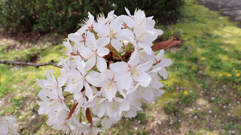 白い花の写真フリー素材　White flower photo free material
