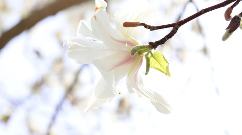 白い花の裏側写真フリー素材　Behind the white flower photo free material