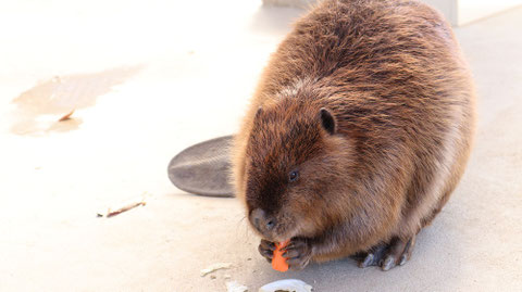ビーバー動物のフリー素材　beaver Free material