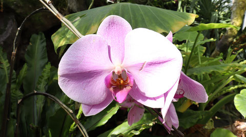 紫色の胡蝶蘭の写真フリー素材　Purple Phalaenopsis Orchid Photos Free Material