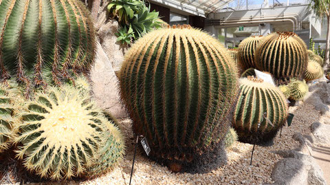 サボテンの写真フリー素材　Cactus Photo Free Material