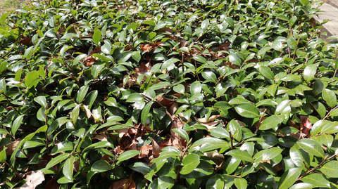 公園の葉っぱ写真フリー素材　Park leaves photo free material