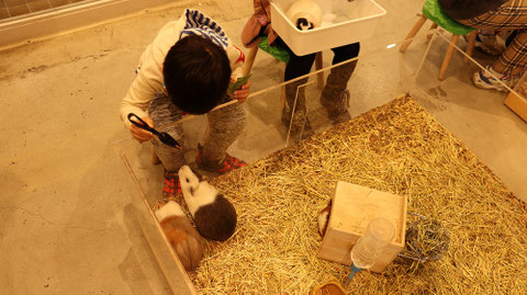 モルモット動物のフリー素材　Free material for guinea pigs
